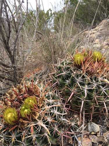 San Diego Barrel Cactus