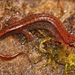 Seepage Salamander - Photo (c) Jake Scott, all rights reserved, uploaded by Jake Scott