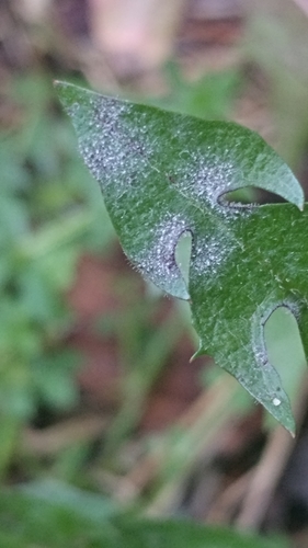 Podosphaera erigerontis-canadensis