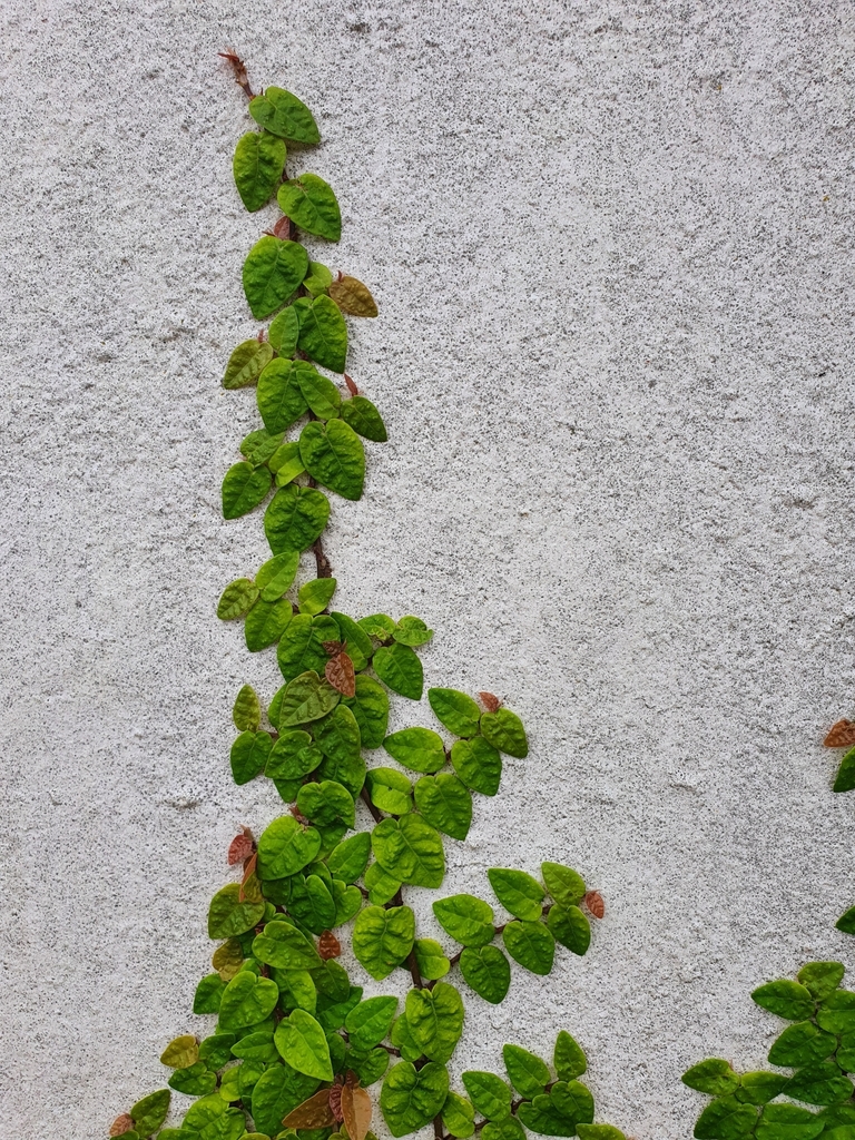 Climbing fig from Hamilton, NZWK, NZ on December 31, 2021 at 1204 PM