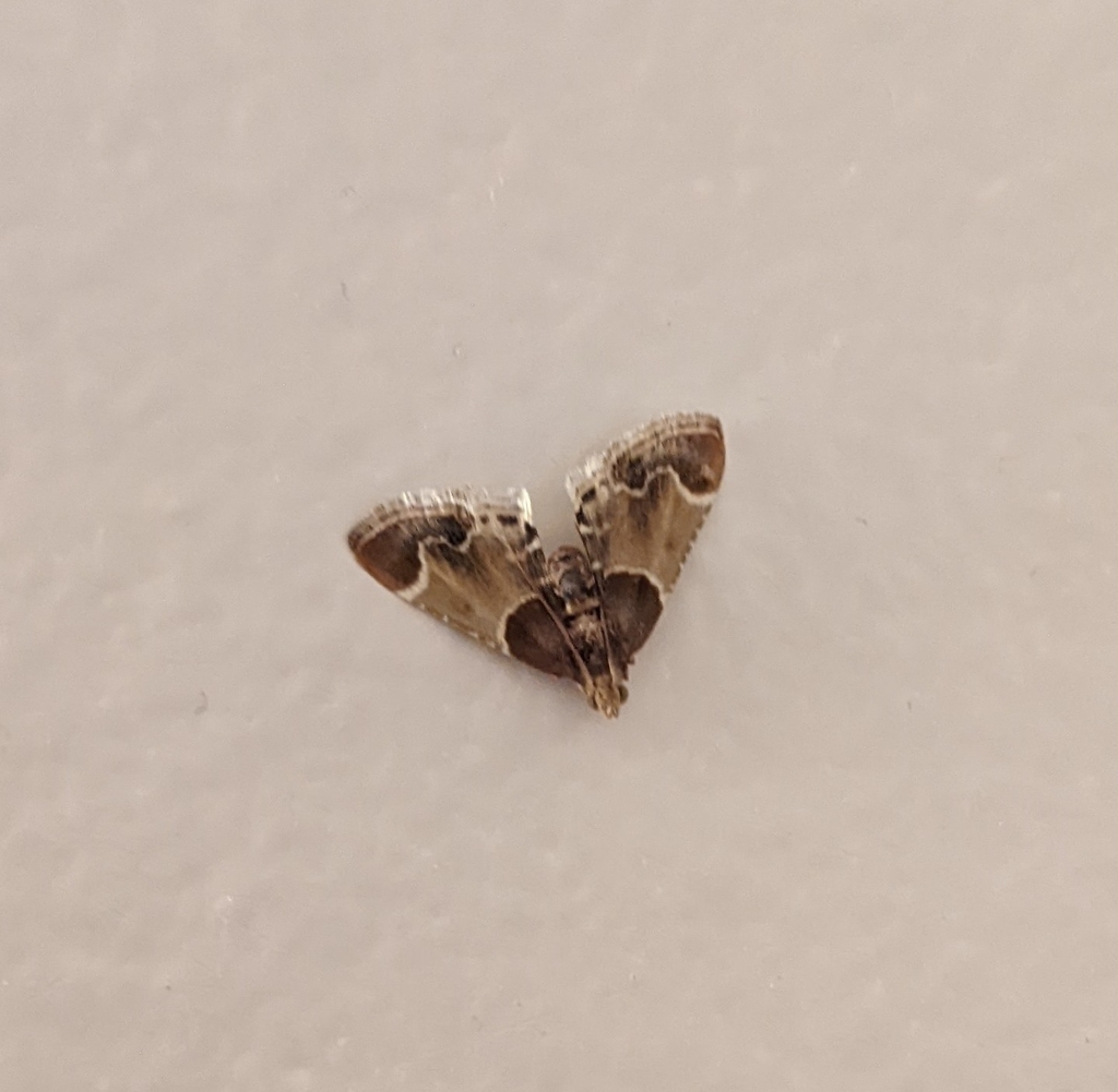 Meal Moth In December 2021 By Matt Gruen INaturalist   Large 