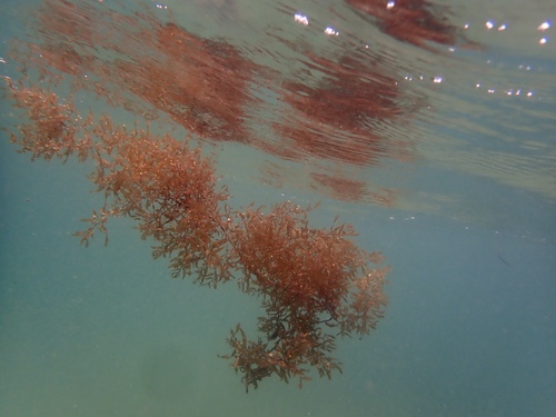 photo of Sargassum (Sargassum)