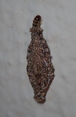 Phereoeca uterella image