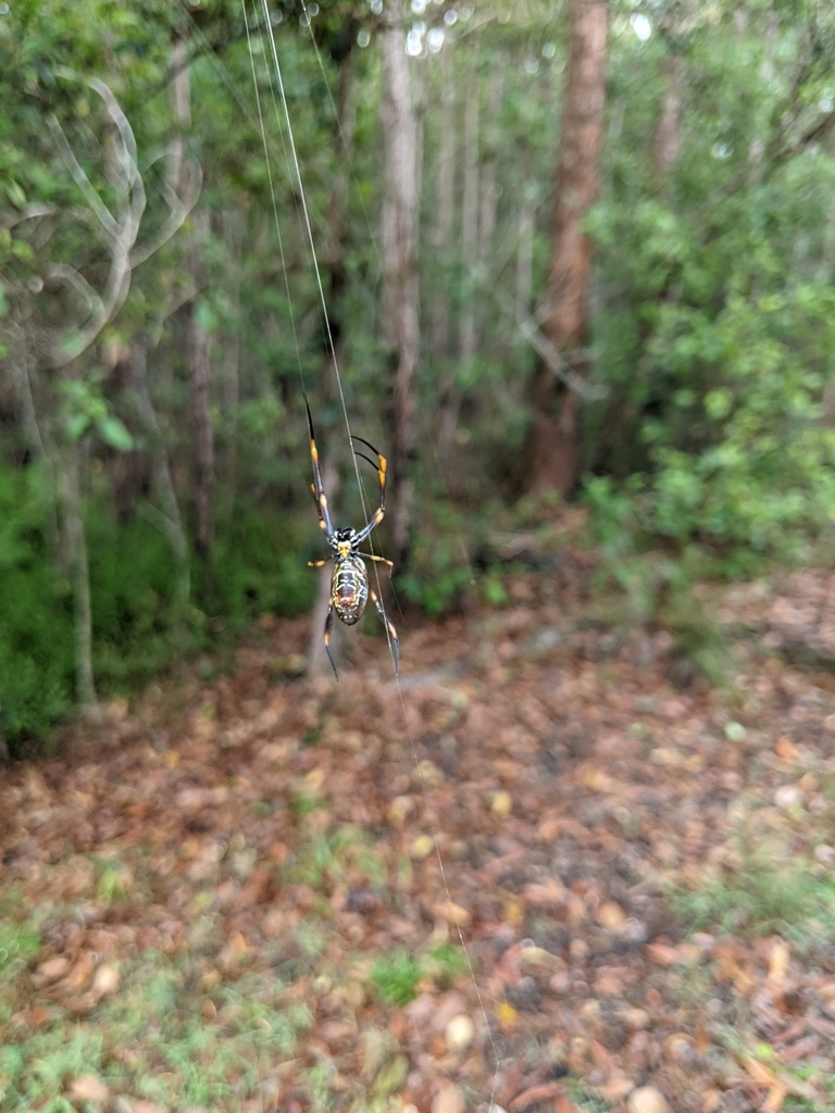 Tiger Spider from Seven Hills QLD 4170, Australia on January 1, 2022 at