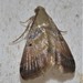 Tanyethira duplicilinea - Photo (c) David Tng, all rights reserved, uploaded by David Tng