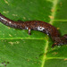 Salamandra Lombriz Común - Photo (c) Don Filipiak, todos los derechos reservados, subido por Don Filipiak