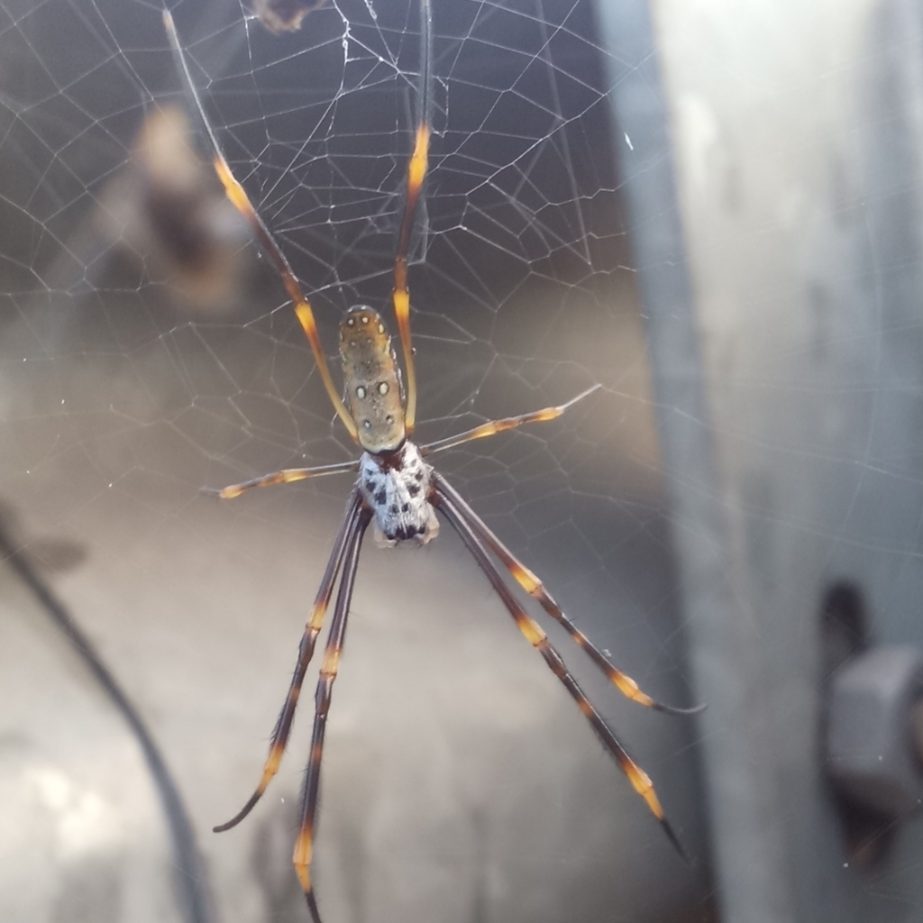 Tiger Spider from Lawnton QLD 4501, Australia on January 01, 2022 at 06 ...