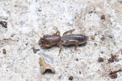 Oriental Mole Cricket
