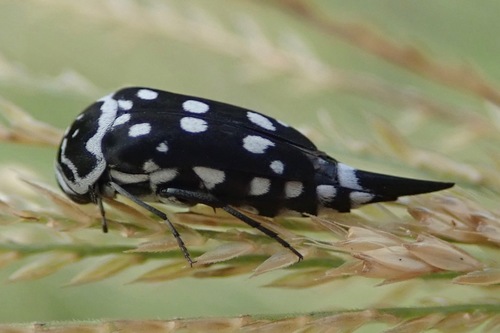 Hoshihananomia quattuordecimmaculata · iNaturalist