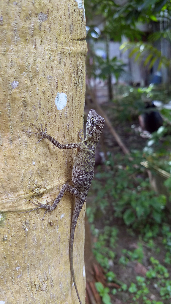 Short-Crested Bay Island Forest Lizard