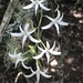 Mystacidium capense - Photo (c) Caryn Munting, todos los derechos reservados, uploaded by Caryn Munting