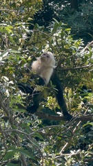 Image of Cebus imitator