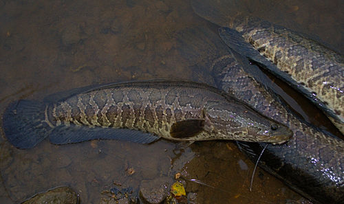 Northern Snakehead