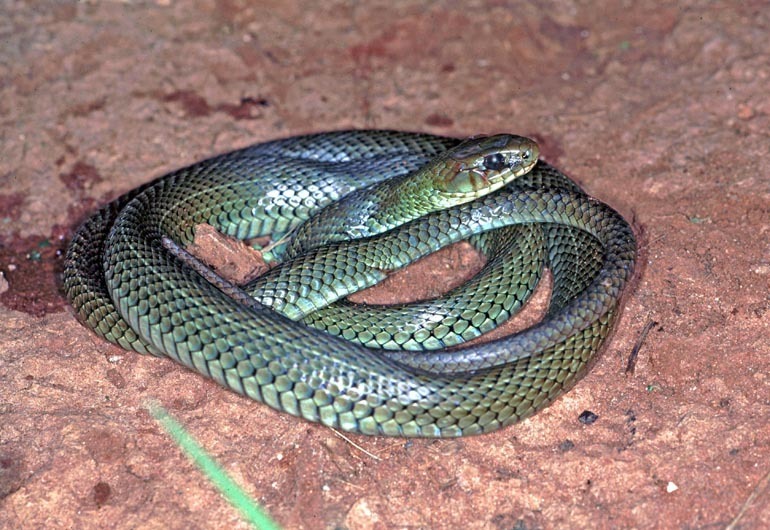 Patagonian Racer from Villa Florida, Paraguay on February 17, 1996 by ...