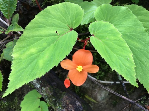 Begonia formosana · NaturaLista Mexico