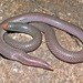 Serpientes Cola de Escudo - Photo (c) Paul Freed, todos los derechos reservados, subido por Paul Freed