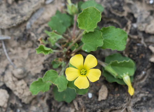 peonyleaf woodsorrel (Oxalis dichondrifolia)
