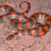 Ground Snakes - Photo (c) Paul Freed, all rights reserved, uploaded by Paul Freed