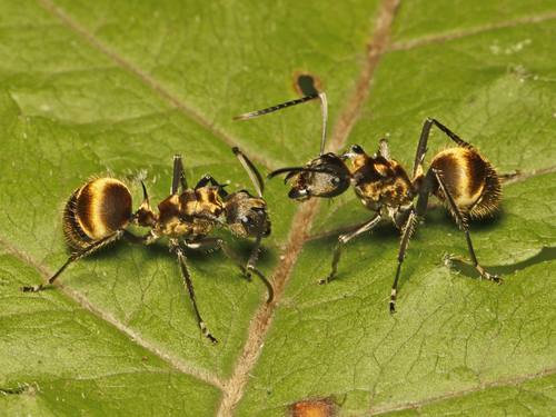 Militaris-group Spiny Sugar Ants