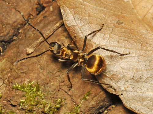 Militaris-group Spiny Sugar Ants