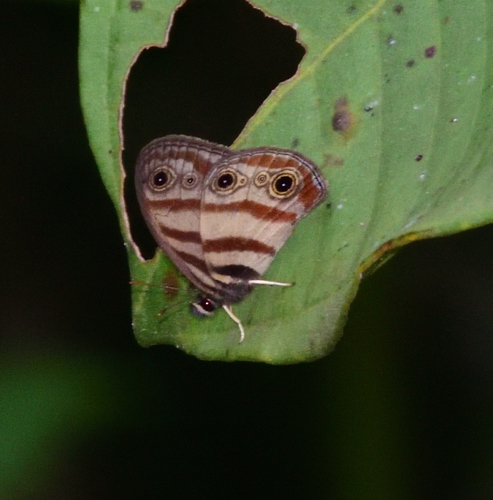 Euptychia meta