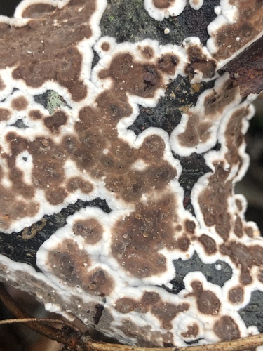 Giraffe Spots