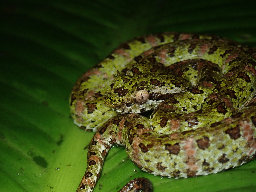 Eyelash Viper from Alajuela Province, San Carlos, Costa Rica on ...