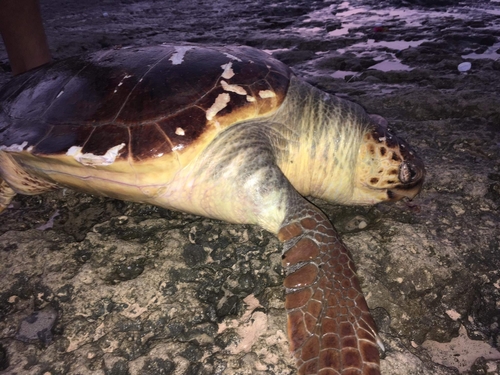 Loggerhead Sea Turtle