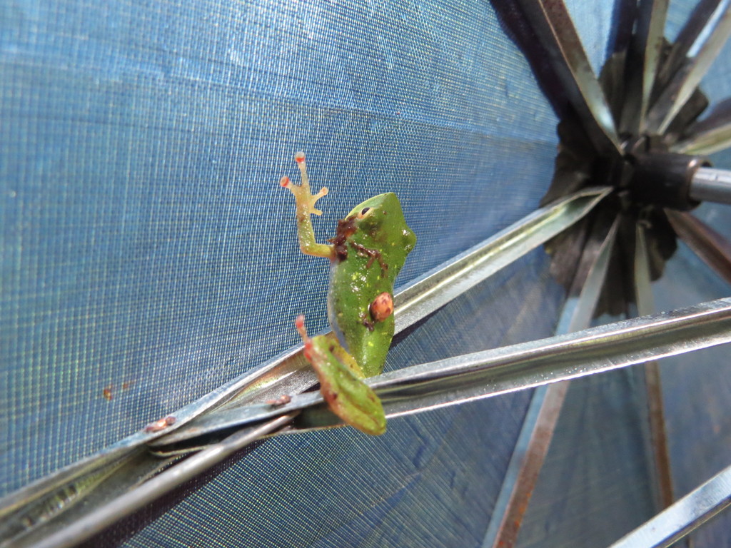 Pristimantis viridis in December 2021 by Shirley Nieto medina · iNaturalist