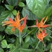 Heliconia psittacorum - Photo (c) wilywill, כל הזכויות שמורות