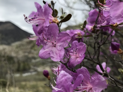 Daurian Rhododendron