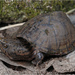 Sternotherus intermedius - Photo (c) Jake Scott, kaikki oikeudet pidätetään, lähettänyt Jake Scott