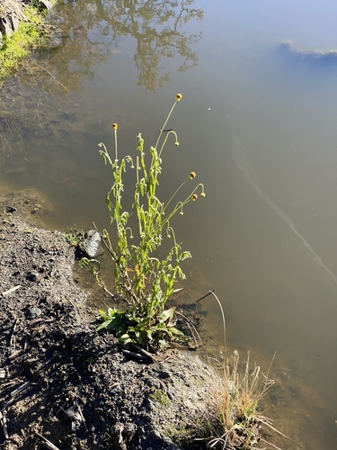 iNaturalist observation photo of Rosilla