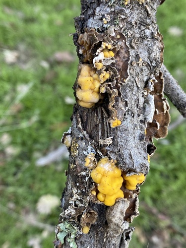 iNaturalist observation photo of golden ear