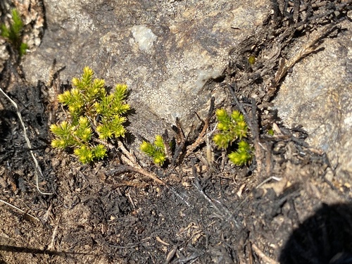 iNaturalist observation photo of Bigelow's Spikemoss