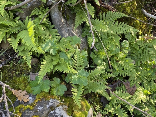 iNaturalist observation photo of California Polypody