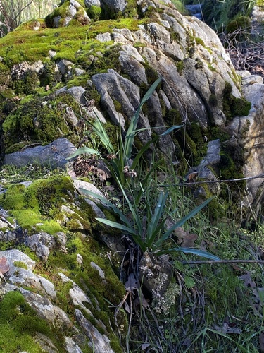 iNaturalist observation photo of wavy-leafed soap plant