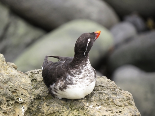 Parakeet Auklet
