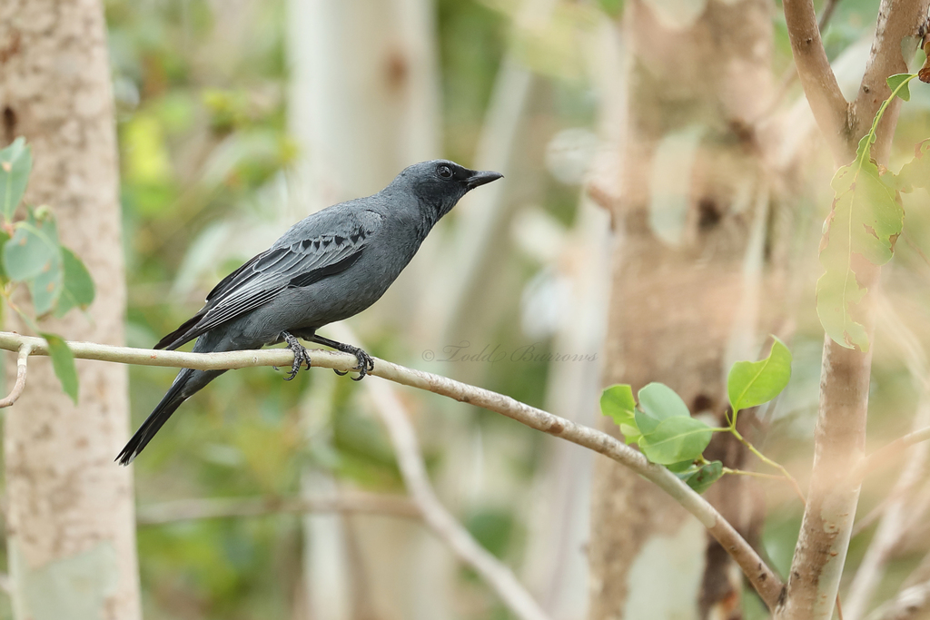 Sahul Cicadabird (Edolisoma tenuirostre) photo