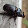 Coconut Rhinoceros Beetle - Photo (c) El Ilmy, all rights reserved, uploaded by El Ilmy