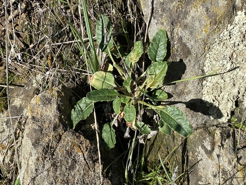 iNaturalist observation photo of Naked Buckwheat