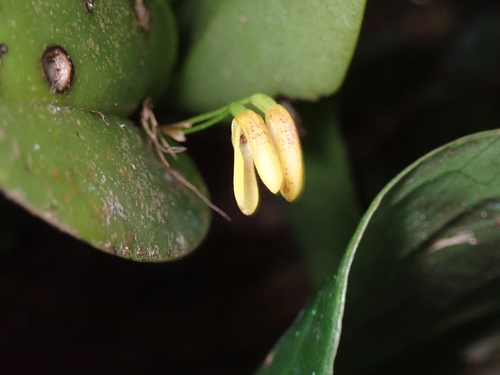 Pleurothallis crocodiliceps image