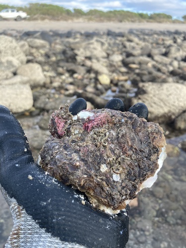 Stone Oyster