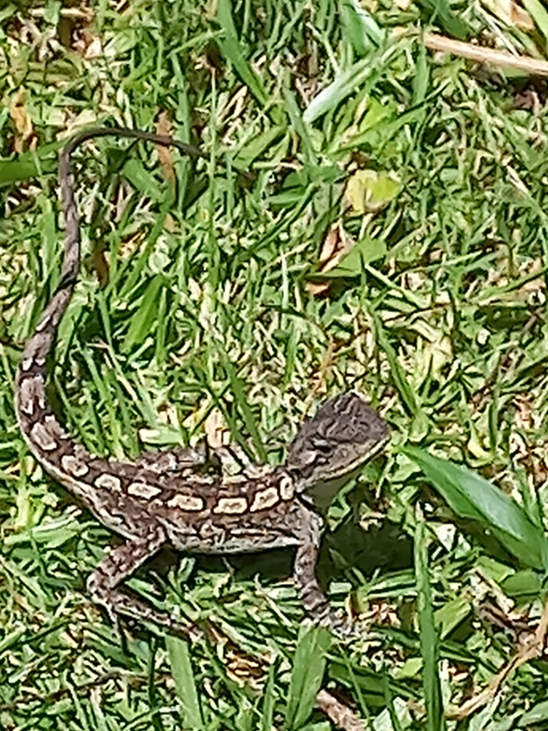Bearded Dragons, Water Dragons, and Allies from Tuross Head NSW 2537