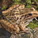 Lithobates sphenocephalus - Photo (c) Jake Scott, כל הזכויות שמורות, הועלה על ידי Jake Scott