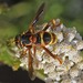 Yellow-tailed Hornet Fly - Photo (c) Bufface, all rights reserved, uploaded by Bufface