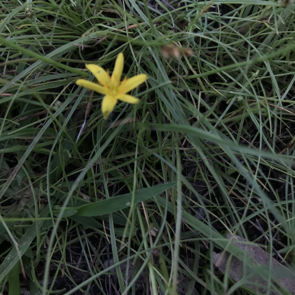 agaves, orchids, irises, and allies from Bunya Mountains, QLD, AU on