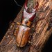Stag Beetles - Photo (c) Kenneth Chin, all rights reserved, uploaded by Kenneth Chin