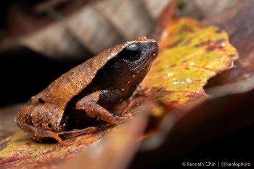 Cameron Highland Sticky Frog