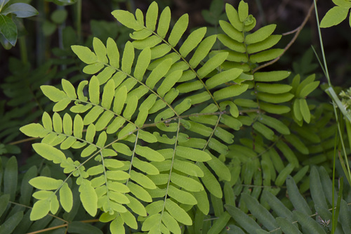 European royal fern